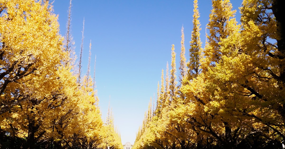 黄葉 イチョウ並木 女性 ファッション